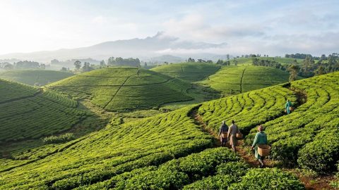 Why coffee tastes different depending on the altitude it’s grown at
