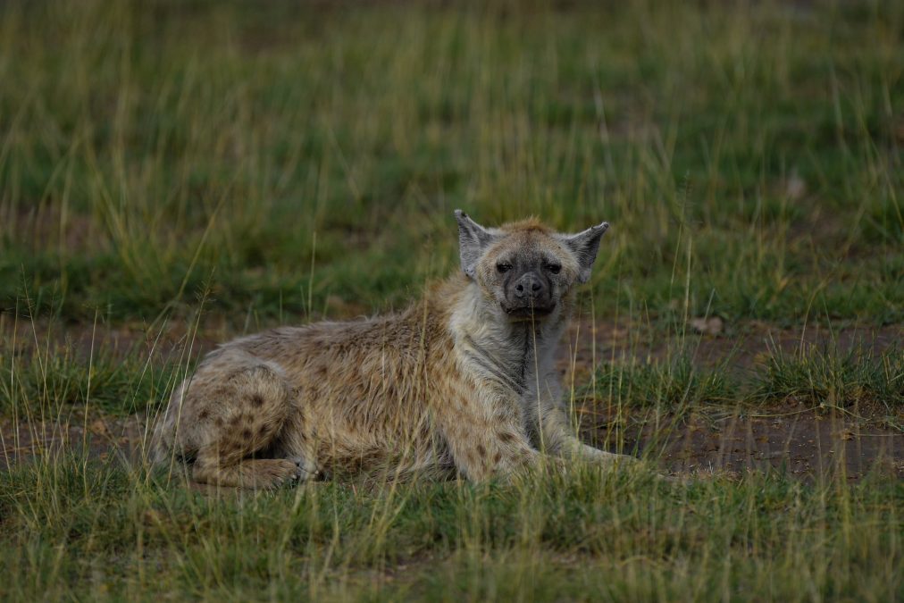 A hyena. PHOTO/@KWSKenya/X