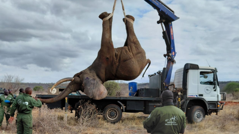 Why KWS translocates animals that stray into human territories