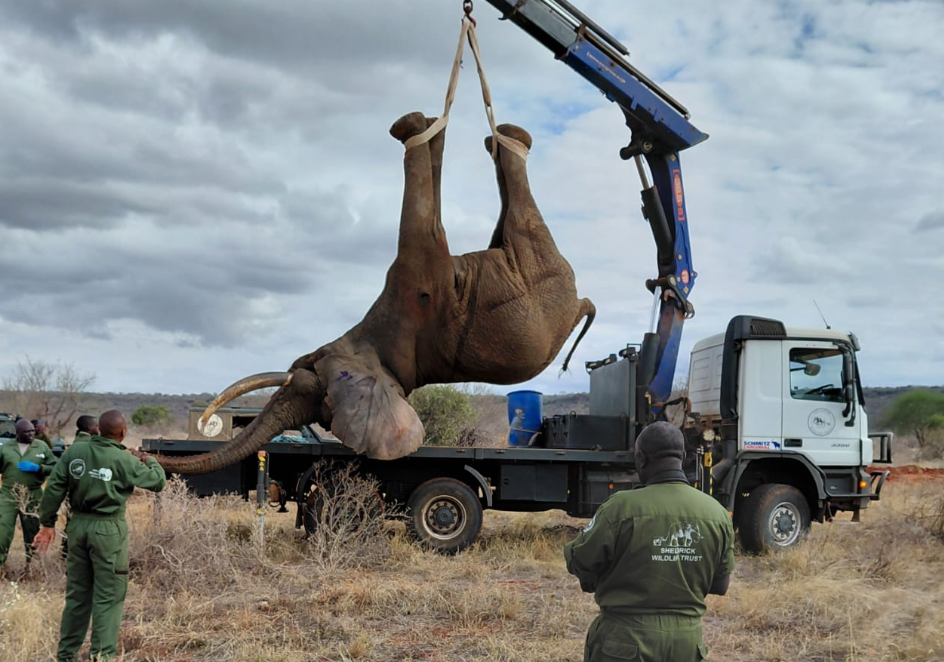 Why KWS translocates animals that stray into human territories