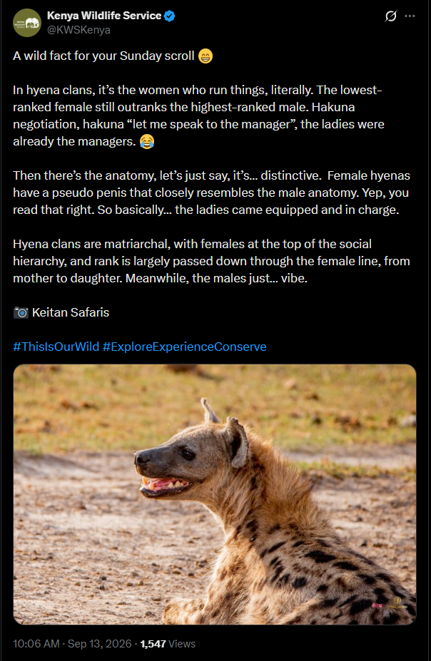 Post by KWS. PHOTO/Screengrab by K24 Digital from X/@KWSKenya