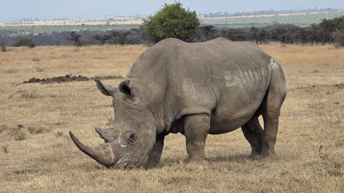 How KWS uses ear notching to track and protect Kenya’s wild rhinos