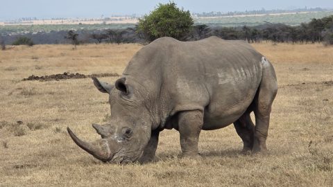 A male white rhino. PHOTO/@KWSKenya/X