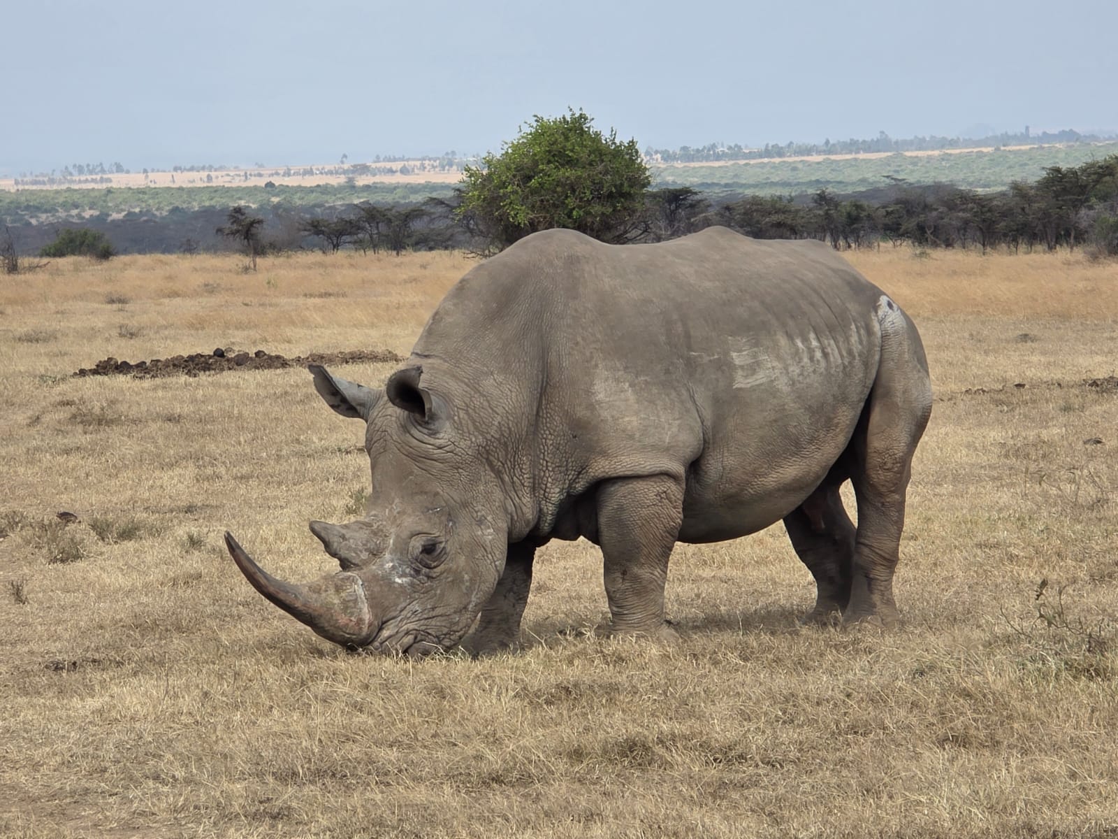 How KWS uses ear notching to track and protect Kenya’s wild rhinos
