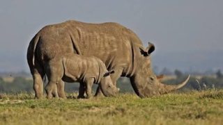 World Rhino Day 2026: 7 Kenyan parks where you can see rhinos up close