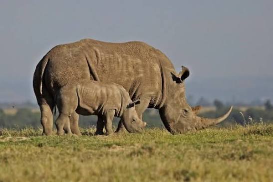 World Rhino Day 2026: 7 Kenyan parks where you can see rhinos up close