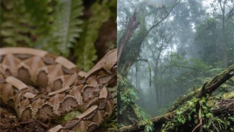 Congo Basin 101: Pythons, Crocodiles and other things to know before entering the forest