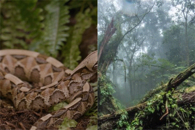 Congo Basin 101: Pythons, Crocodiles and other things to know before entering the forest