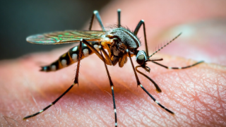Why malaria parasites are harder to treat