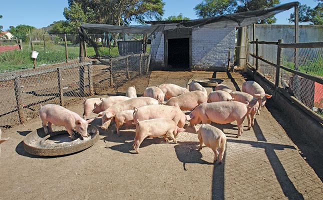 Domestic pigs at a pig farm.
