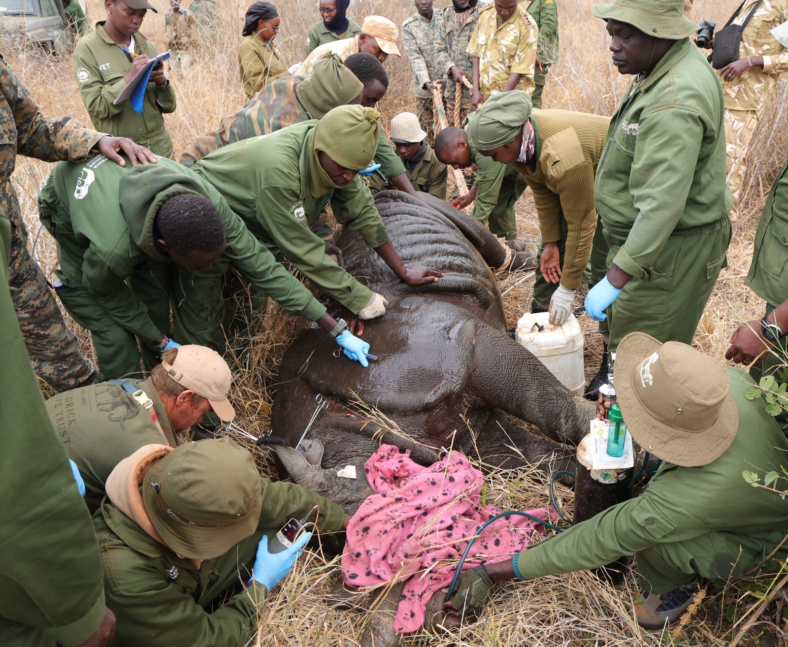 KWS teams notch a sedated rhino's ears. PHOTO/@KWSKenya/X
