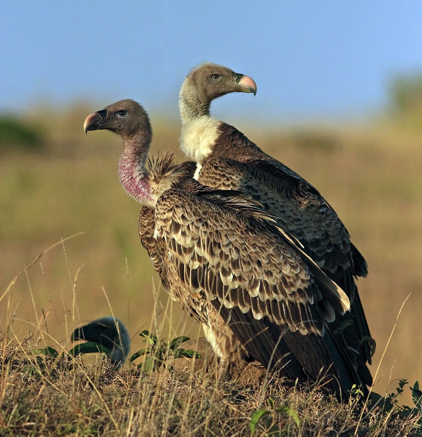 Ruppell’s griffon vulture (Gyps rueppellii). PHOTO/@KWSAKenya/X