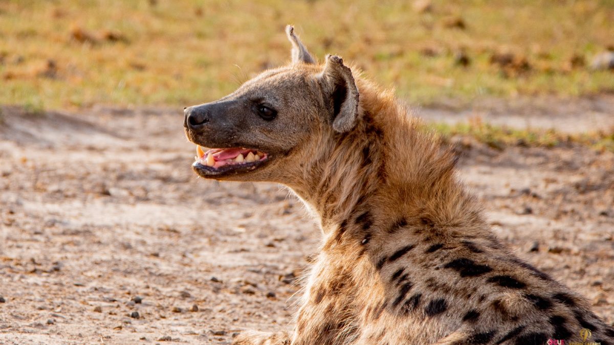 Females outrank all males: KWS shares interesting facts about hyenas
