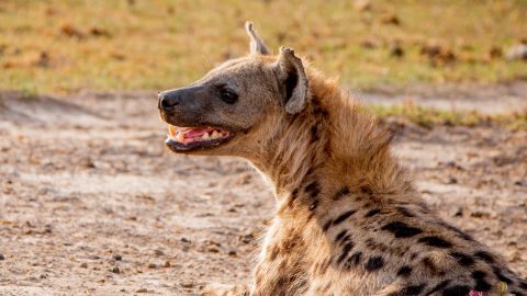 Females outrank all males: KWS shares interesting facts about hyenas