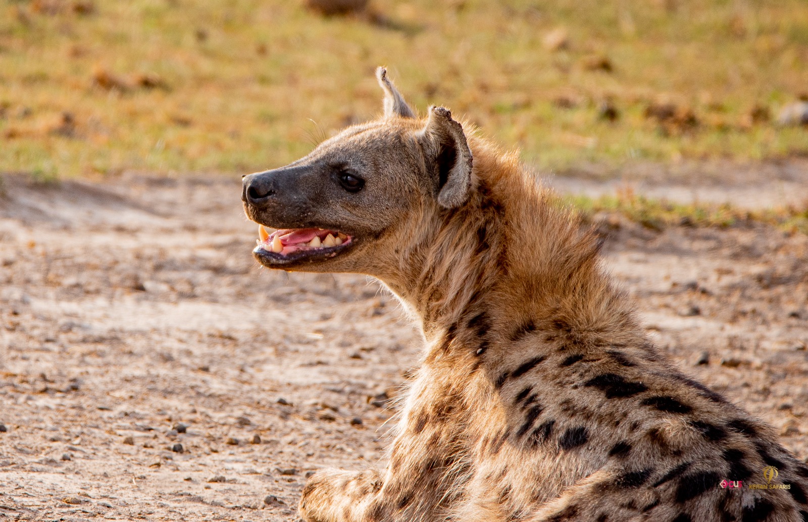 Females outrank all males: KWS shares interesting facts about hyenas