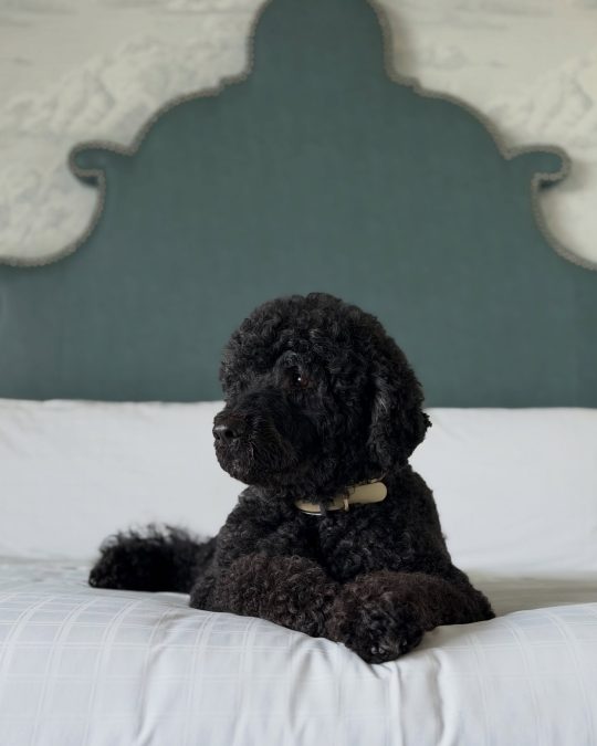 Barack Obama's dog Sunny. PHOTO/@barackobama/Instagram