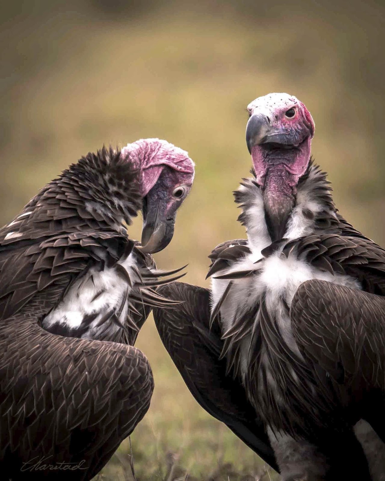 The Lappet-Faced Vulture. PHOTO/@KWSKenya/X