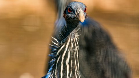 Vulturine guineafowl: 5 facts to know about Kenya's monogamous bird and where to see them