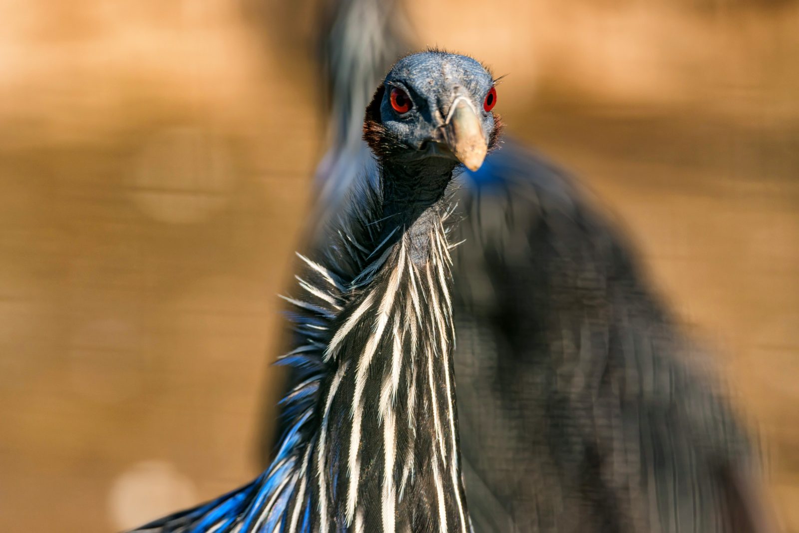 Vulturine guineafowl: 5 facts to know about Kenya's monogamous bird and where to see them