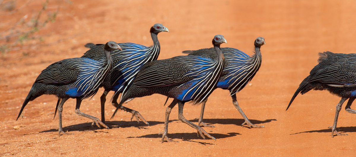 The Vulturine Guineafowl. PHOTO/@KWSKenya/X