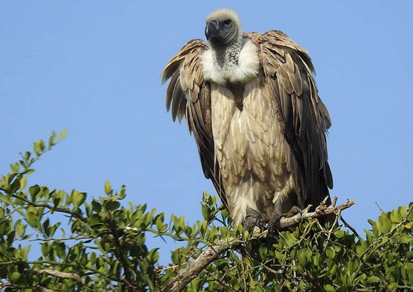 The White-backed Vulture. PHOTO/@KWSKenya/X